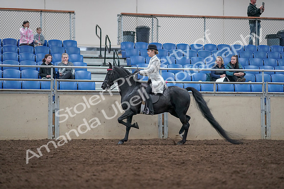 2019 Morgan Horse Show - Aug 31, 2019 - 09340