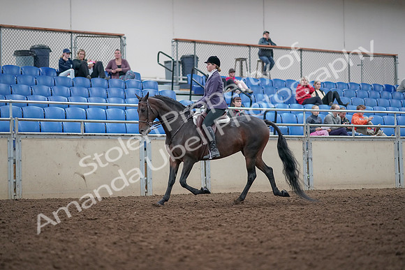 2019 Morgan Horse Show - Aug 31, 2019 - 14780