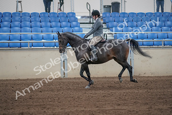 2019 Morgan Horse Show - Sept 01, 2019 - 10966