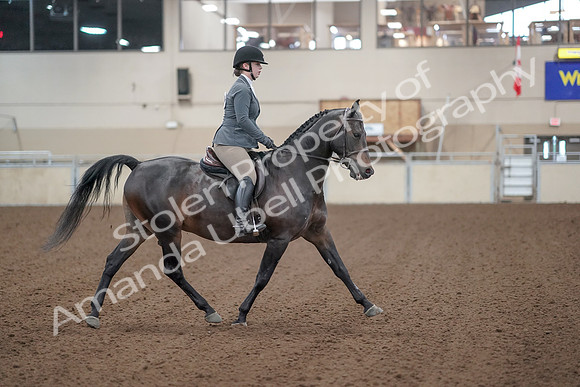 2019 Morgan Horse Show - Sept 01, 2019 - 11021