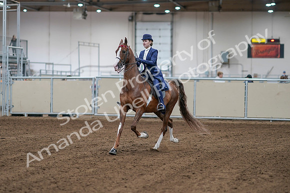 2020 - AB Morgan Horse - Sat, Sept 05 - 06055