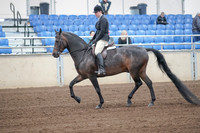 2019 Morgan Horse Show - Sept 01, 2019 - 03999