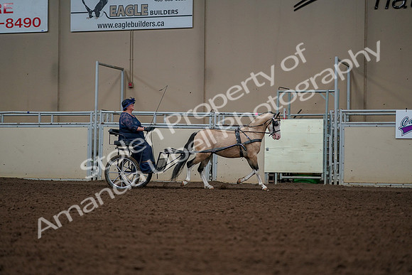 2019 Morgan Horse Show - Aug 30, 2019 - 13459