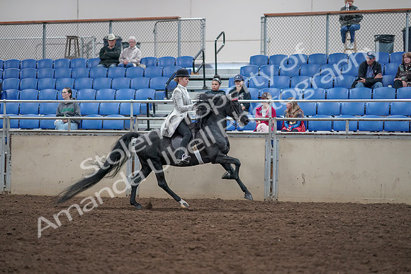 2019 Morgan Horse Show - Aug 31, 2019 - 09670