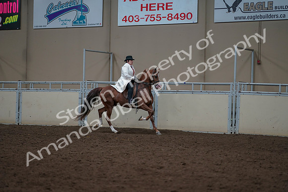 2019 Morgan Horse Show - Aug 31, 2019 - 17928