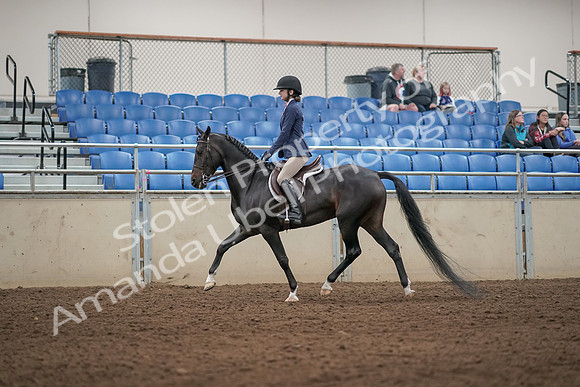2019 Morgan Horse Show - Aug 31, 2019 - 04881