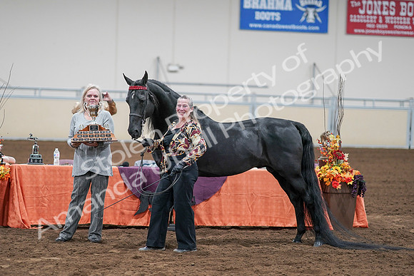 2020 - AB Morgan Horse - Sat, Sept 05 - 00118
