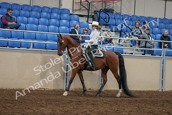 2020 - AB Morgan Horse - Sun, Sept 06 - 07468