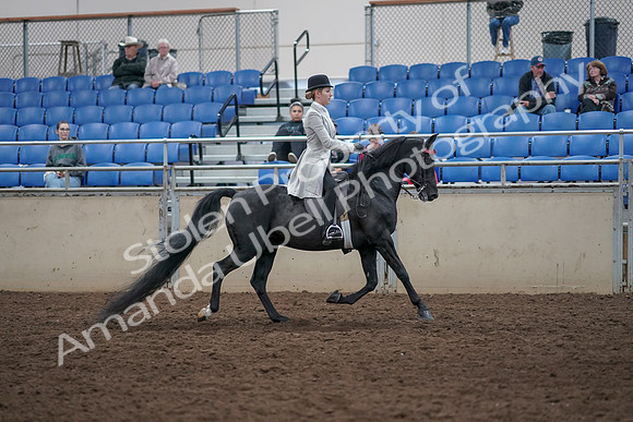 2019 Morgan Horse Show - Aug 31, 2019 - 09519