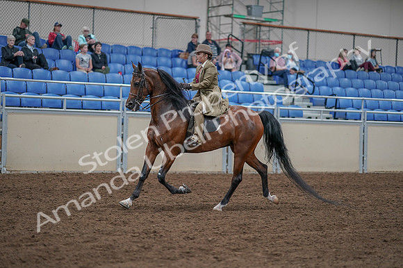 2020 - AB Morgan Horse - Fri, Sept 04 - 11170