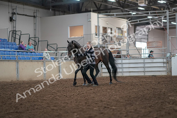 2019 Morgan Horse Show - Aug 31, 2019 - 03391