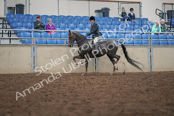 2019 Morgan Horse Show - Aug 30, 2019 - 20411