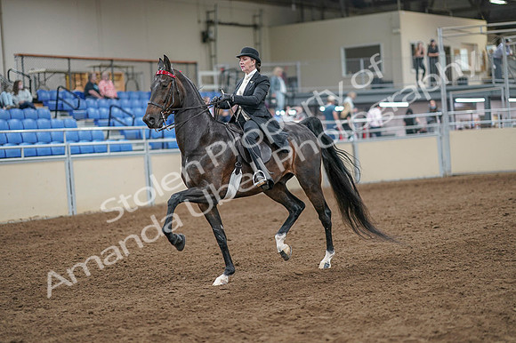 2020 - AB Morgan Horse - Fri, Sept 04 - 11118