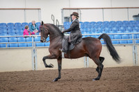 2019 Morgan Horse Show - Aug 30, 2019 - 27867