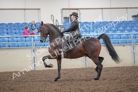2019 Morgan Horse Show - Aug 30, 2019 - 27867