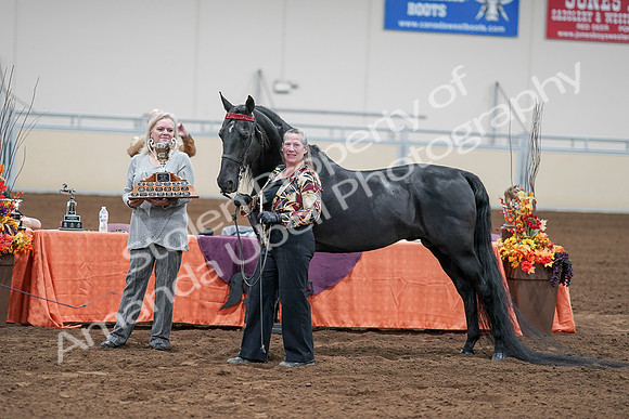 2020 - AB Morgan Horse - Sat, Sept 05 - 00122