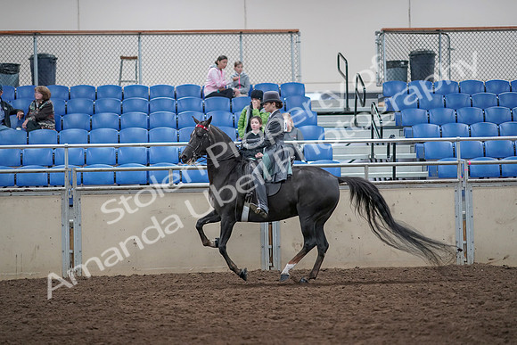 2019 Morgan Horse Show - Aug 31, 2019 - 09446