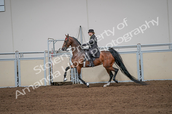 2020 - AB Morgan Horse - Fri, Sept 04 - 09669