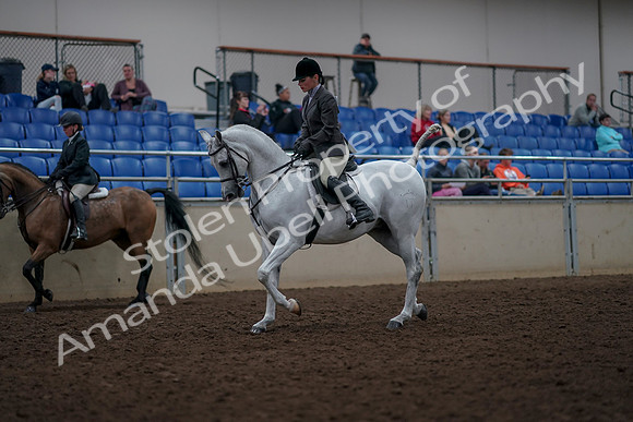 2019 Morgan Horse Show - Aug 31, 2019 - 14690
