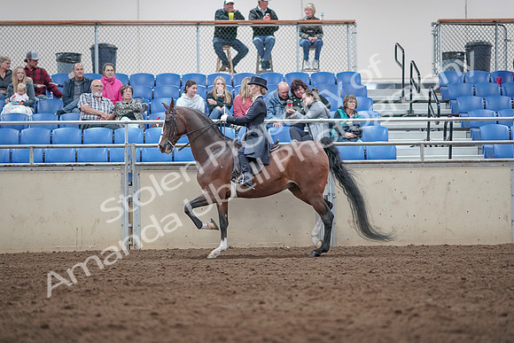 2019 Morgan Horse Show - Aug 31, 2019 - 20493