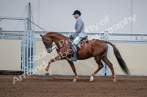 2020 - AB Morgan Horse - Fri, Sept 04 - 01617