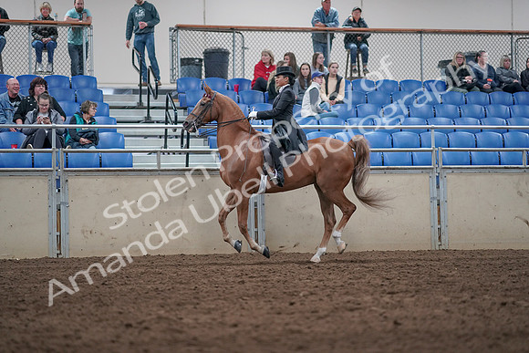 2019 Morgan Horse Show - Aug 31, 2019 - 20650