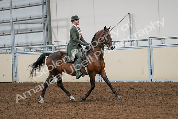 2020 - AB Morgan Horse - Fri, Sept 04 - 03361