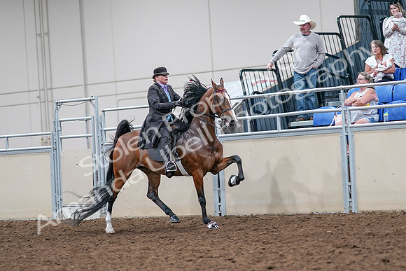 2020 - AB Morgan Horse - Sat, Sept 05 - 13205