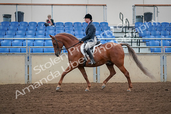 2019 Morgan Horse Show - Aug 30, 2019 - 16017