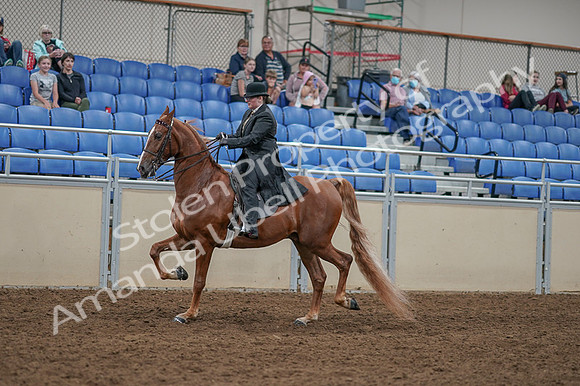 2020 - AB Morgan Horse - Fri, Sept 04 - 11255