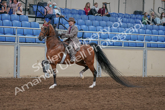 2020 - AB Morgan Horse - Fri, Sept 04 - 11366