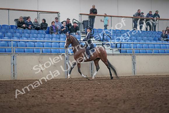 2019 Morgan Horse Show - Aug 31, 2019 - 20478