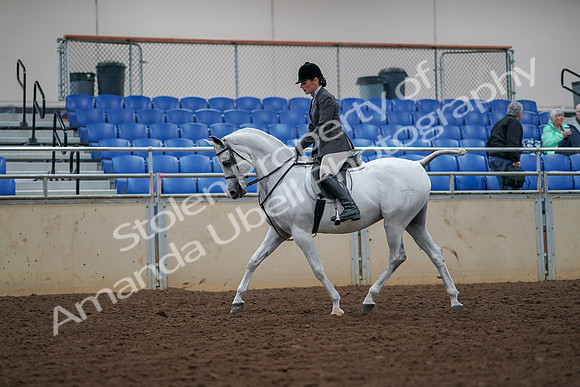 2019 Morgan Horse Show - Aug 30, 2019 - 17361