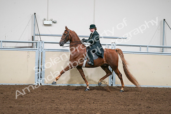 2020 - AB Morgan Horse - Sat, Sept 05 - 08048