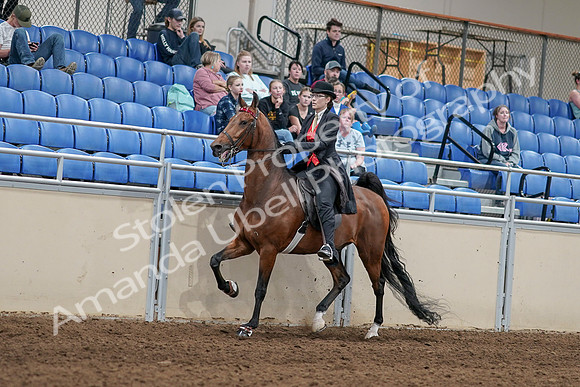 2020 - AB Morgan Horse - Sat, Sept 05 - 06719