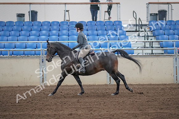 2019 Morgan Horse Show - Sept 01, 2019 - 11006