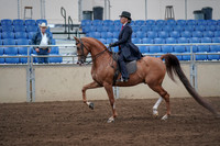 2019 Morgan Horse Show - Sept 01, 2019 - 11889