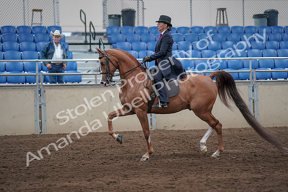 2019 Morgan Horse Show - Sept 01, 2019 - 11889