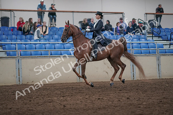 2019 Morgan Horse Show - Aug 31, 2019 - 20660