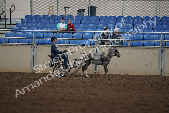 2019 Morgan Horse Show - Aug 31, 2019 - 04426