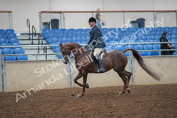 2019 Morgan Horse Show - Aug 30, 2019 - 17333