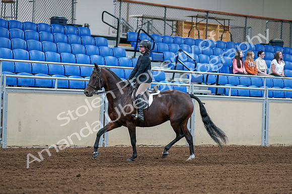 2020 - AB Morgan Horse - Fri, Sept 04 - 01500