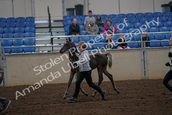 2019 Morgan Horse Show - Aug 30, 2019 - 24719