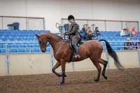 2019 Morgan Horse Show - Aug 30, 2019 - 29208