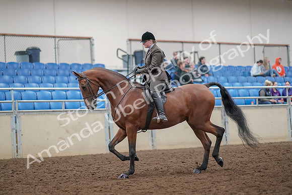 2019 Morgan Horse Show - Aug 30, 2019 - 29208