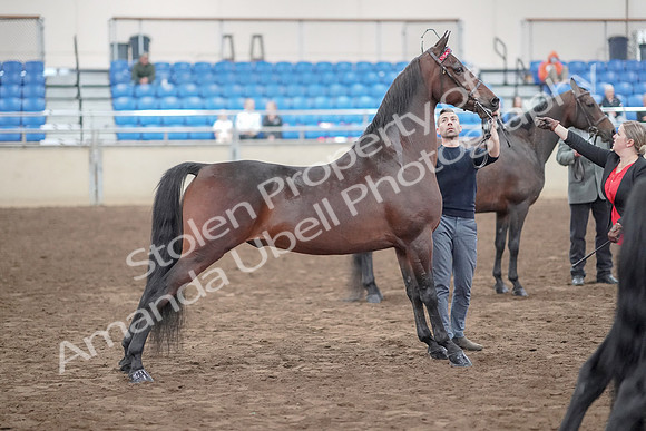 2019 Morgan Horse Show - Aug 31, 2019 - 03728