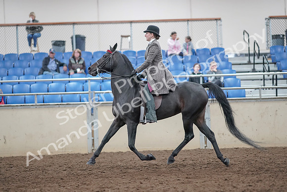 2019 Morgan Horse Show - Aug 31, 2019 - 09415