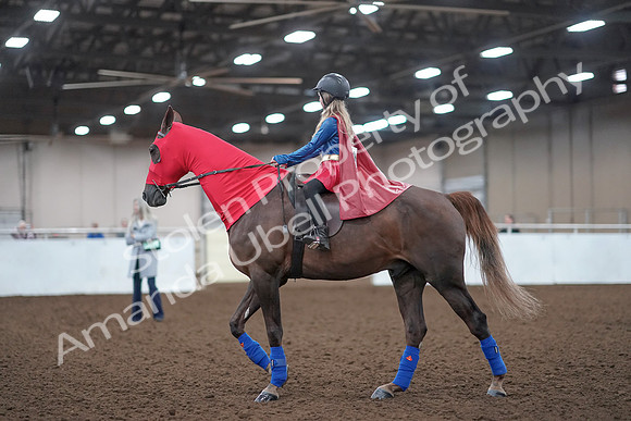 2019 Morgan Horse Show - Aug 31, 2019 - 10083