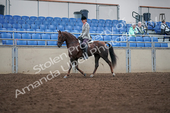 2019 Morgan Horse Show - Aug 30, 2019 - 18331