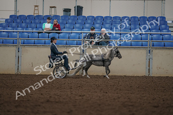 2019 Morgan Horse Show - Aug 31, 2019 - 04431